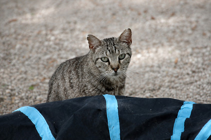 Katze in Spanien Katze in Spanien