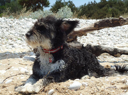 Wasserhund. Foto Tobias Büscher Wasserhund in Spanien