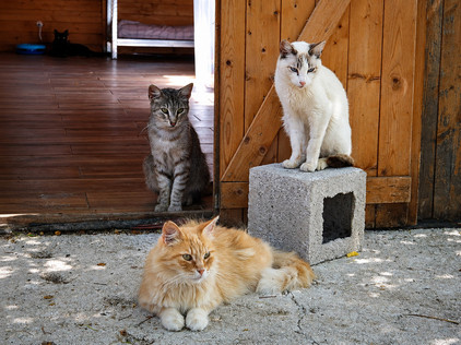 Hilfe für Katzen an der Costa Blanca Tierschutz an der Costa Blanca