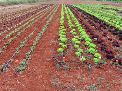 Acker in Spanien, Foto Tobias Büscher Klimaschutz in Spanien